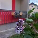 Dzeneta Jajce